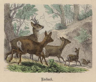 Roebuck (kolorowy grawer) autorstwa Friedrich Specht