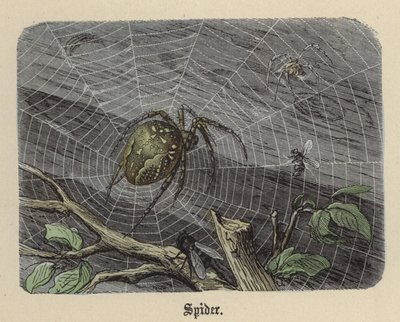 Pająk (kolorowy grawer) autorstwa Friedrich Specht