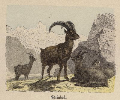 Steinbok (kolorowy grawerunek) autorstwa Friedrich Specht