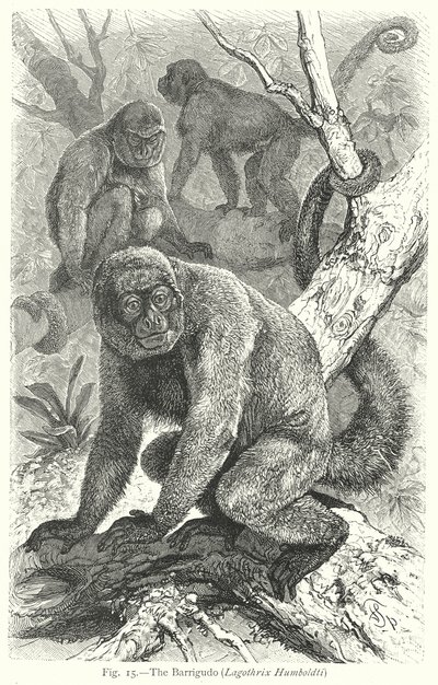 Barrigudo (Lagothrix Humboldti) (rycina) autorstwa Friedrich Specht