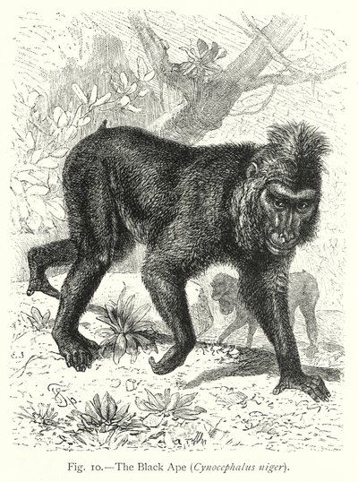 Czarna małpa (Cynocephalus Niger) (rycina) autorstwa Friedrich Specht