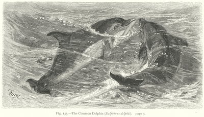 Delfin zwyczajny (Delphinus Delphis) (rycina) autorstwa Friedrich Specht