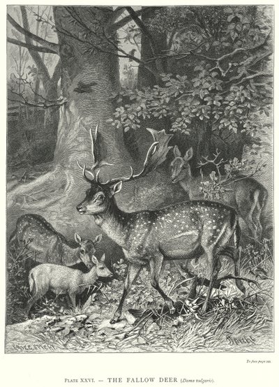 Daniel (Dama Vulgaris) (rycina) autorstwa Friedrich Specht