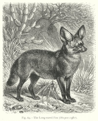 Lis długouchy (Otocyon Caffer) (rycina) autorstwa Friedrich Specht