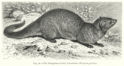Mangusta lub ichneumon szary (Herpestes Griseus) (rycina) autorstwa Friedrich Specht