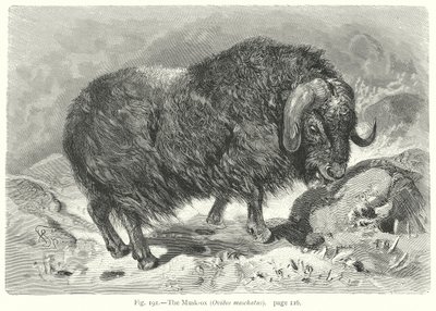 Piżmowiec (Ovibos Moschatus) (rycina) autorstwa Friedrich Specht