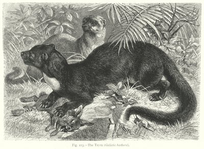Tayra (Galictis Barbara) (rycina) autorstwa Friedrich Specht