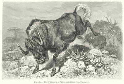 Gnu białogrzbiety (Catoblepas Gnu) (rycina) autorstwa Friedrich Specht