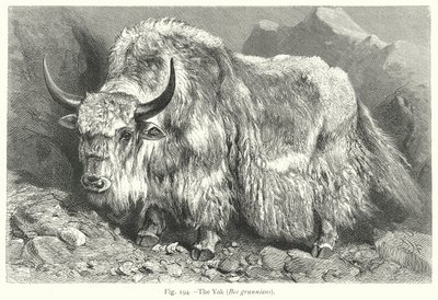 Jak (Bos Grunniens) (rycina) autorstwa Friedrich Specht