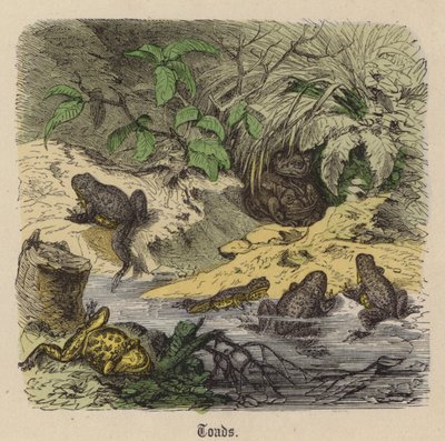 Ropuchy (kolorowy grawer) autorstwa Friedrich Specht