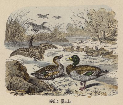Dzikie Kaczki (kolorowy grawer) autorstwa Friedrich Specht