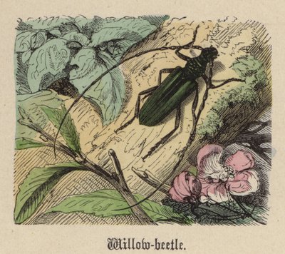 Chrząszcz wierzbowy (kolorowy grawer) autorstwa Friedrich Specht