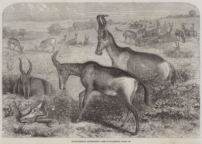 Antylopy Hartebeeste autorstwa Friedrich Wilhelm Keyl