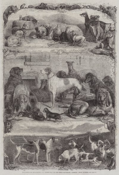Wystawa Psów Sportowych i Innych w Repozytorium Koni, Holborn, Prize Animals autorstwa Friedrich Wilhelm Keyl