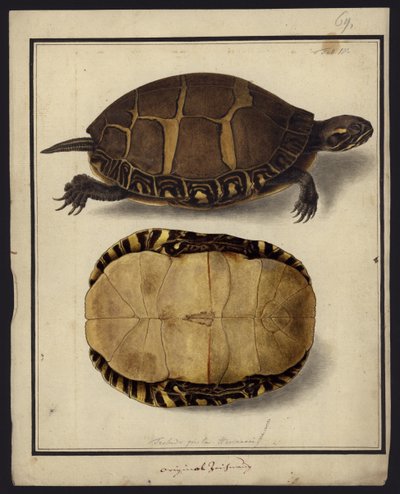 Chrysemys picta, przed 1792 autorstwa Friedrich Wilhelm Wunder