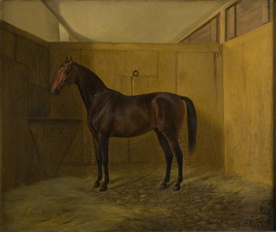 Bruno autorstwa Fritz Thomsen