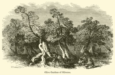 Ogrody Oliwne w Oliveras autorstwa G. F. Sargent