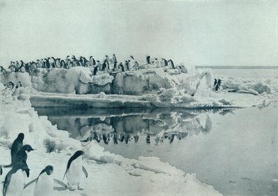Pingwiny na lodowej stopie, c1911, 1913 autorstwa G. Murray Levick