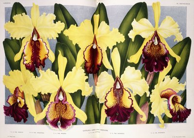 Odmiany storczyków Cattleya, 1885-1903 autorstwa G. Putzys