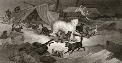Polowanie na niedźwiedzia, rycina autorstwa J.C. McRea, z "Arctic Explorations in the Years 1853, 54, 55", tom I, autorstwa doktora Elishy Kenta Kane