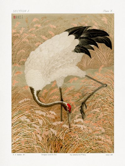 Żuraw sarus na polu ryżowym autorstwa G.a. Audsley