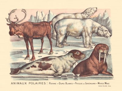 Strona 14: Zwierzęta polarne: renifery, niedźwiedzie polarne, foka harfa, samiec morsa autorstwa Gabriel Gostiaux