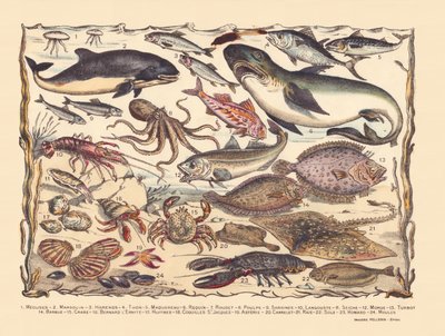 Strona 16: Meduza, morświn, śledź, tuńczyk, makrela, rekin, barwena, ośmiornica, sardynki, homar, mątwa, dorsz, turbot, broda, krab, pustelnik Bernard, ostrygi, przegrzebki, asteria, dachówka, płaszczka, sola, homar, małże autorstwa Gabriel Gostiaux