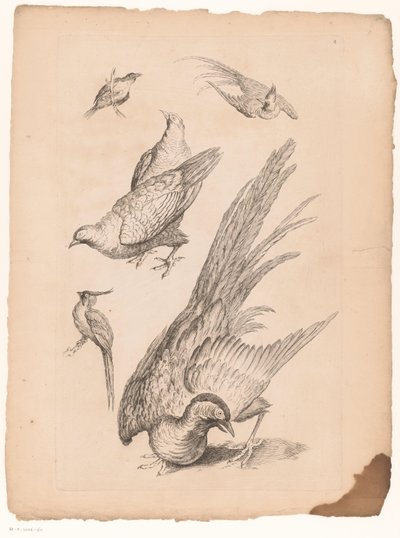 Zes chińskie vogels Verschillende chińskie vogels (tytuł serii) Księga różnych gatunków ptaków z Chin (tytuł serii) autorstwa Gabriel Huquier (attributed to)
