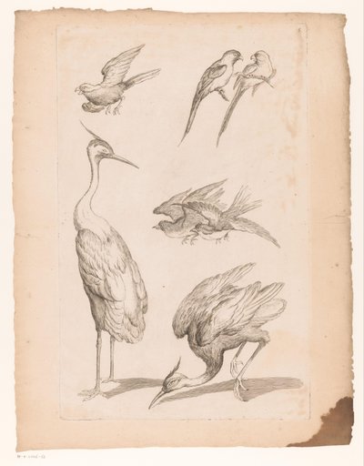 Siedem chińskich ptaków, w tym czaple i Conures Różne chińskie ptaki (tytuł serii) Livre des differentes éspeces d