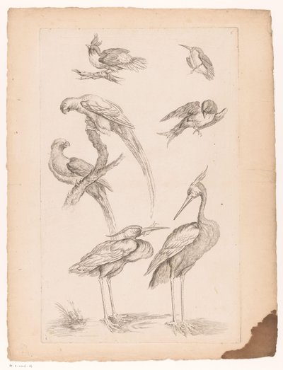 Siedem chińskich ptaków, w tym czaple i Conures Różne chińskie ptaki (tytuł serii) Livre des differentes éspeces d