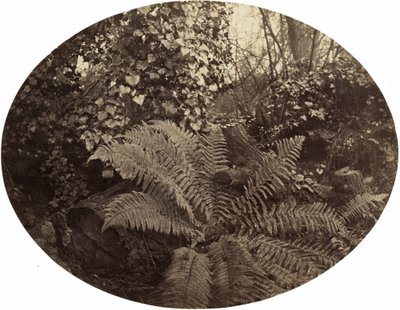 Zimowe Liście Paproci Kłującej, ok. 1930 r. 1862. autorstwa Geoffrey Bevington