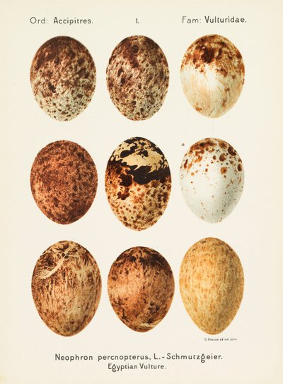 Powszechna Oologia Palearktyczna, 1906. autorstwa Georg Albert Julius Krause