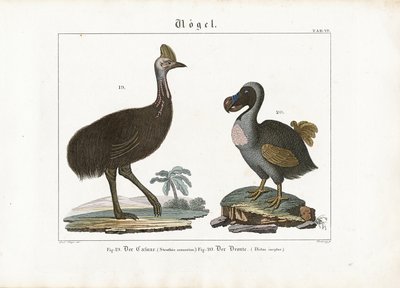 Cassowary i Dodo autorstwa Georg Bretzing