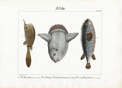 Ryby egzotyczne: Trunkfish, Ocean sunfish i Porcupinefish autorstwa Georg Bretzing