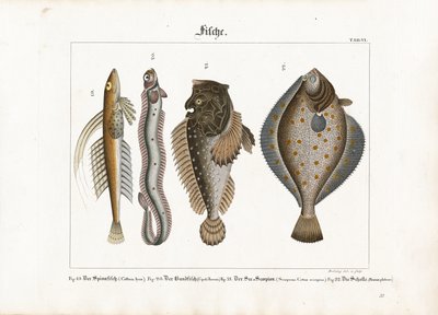 Ryby morskie: Dragonet, Red Bandfish, Scorpionfish i Plaice autorstwa Georg Bretzing