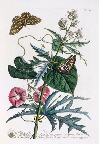 1. Abutilon, 2. Powój, c. 1748 ręcznie kolorowane grawerowanie. autorstwa "Georg Dionysius Ehret
