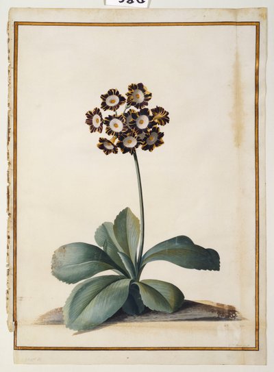 Fioletowo Pstry Auricula autorstwa Georg Dionysius Ehret