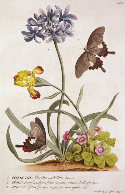 Agapanthus africanus, Iris variegata i gatunek Oxalis, z „Plantae and Papiliones Rariores”, 1749 autorstwa Georg Dionysius Ehret