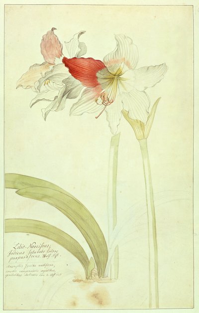 Amarylis: Lilio-Narcissus, Indicus autorstwa Georg Dionysius Ehret