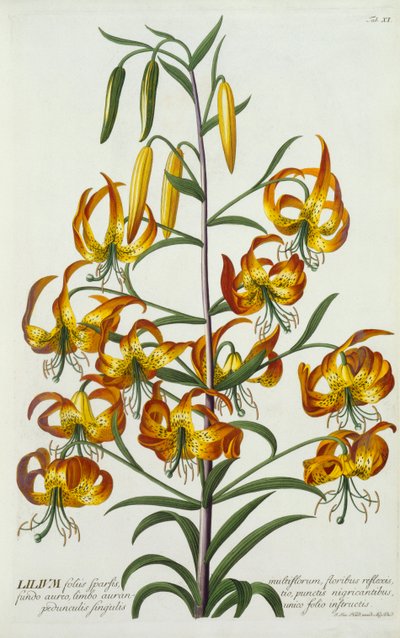 Lilia turczynka amerykańska, ok. 1900 r. 1740 ręcznie kolorowane grawerowanie. autorstwa "Georg Dionysius Ehret