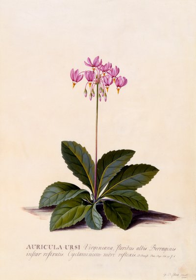 Auricula Ursi spadająca gwiazda, ok. 1930 r. 1744 ręcznie kolorowane grawerowanie. autorstwa "Georg Dionysius Ehret