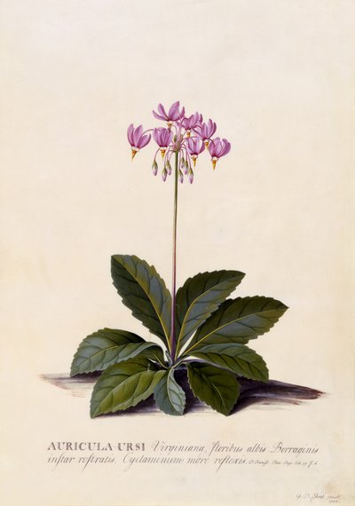 Auricula ursi, spadająca gwiazda, ok. 1744 (ręcznie barwiony grawerunek) autorstwa Georg Dionysius Ehret