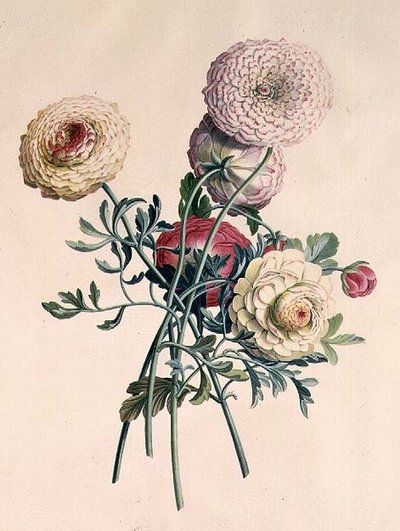 Astry autorstwa Georg Dionysius Ehret