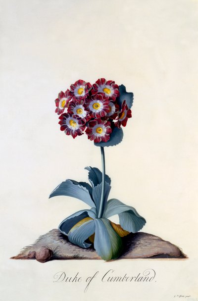 Auricula książę Cumberland ok. 1743 ręcznie kolorowane grawerowanie. autorstwa "Georg Dionysius Ehret