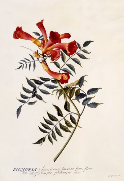 Bignonia Americana, ok.1743 (ręcznie barwiony grawerunek) autorstwa Georg Dionysius Ehret
