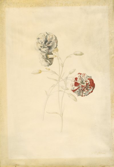 Goździki autorstwa Georg Dionysius Ehret
