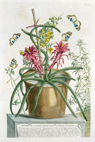 Cereus Minimus, c.1745 (kolorowa lito) autorstwa Georg Dionysius Ehret