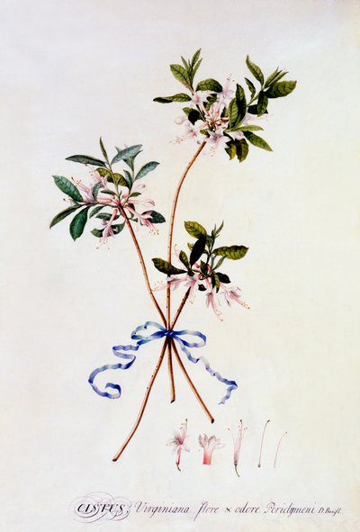 Czystek Virginiana, ok. 1930 r. 1743 ręcznie kolorowane grawerowanie. autorstwa "Georg Dionysius Ehret