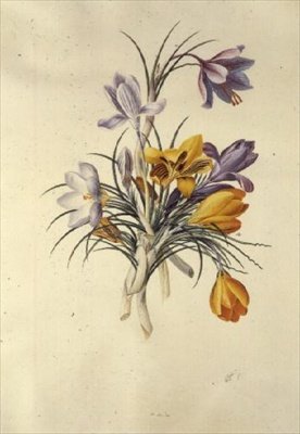 Krokus autorstwa Georg Dionysius Ehret