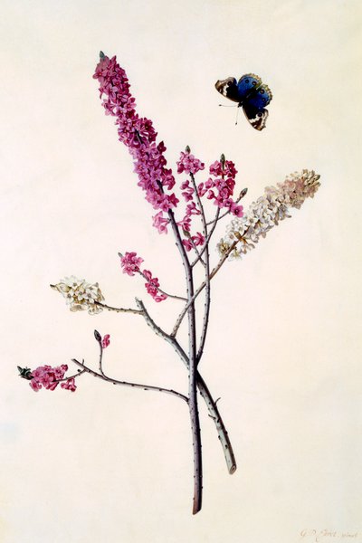 Daphne Mezereum z motylem, ok. 1900 r. 1740 ręcznie kolorowane grawerowanie. autorstwa "Georg Dionysius Ehret